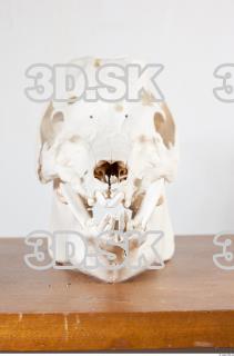 Skull photo reference 0011